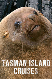 Tasman Island Cruises